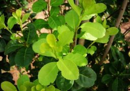 Tereré, patrimônio histórico de Mato Grosso do Sul